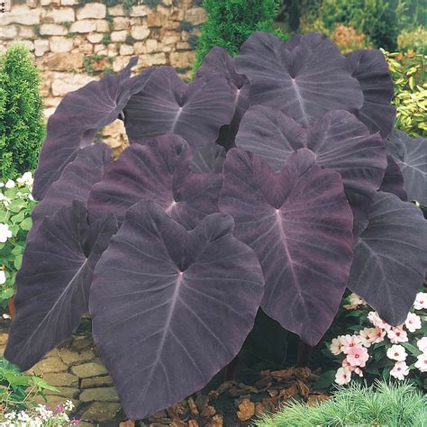 Healing and Protective Properties of the Black Magic Elephant Ear